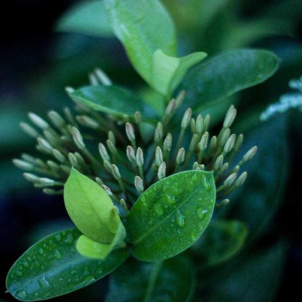 A laser light show at an event.